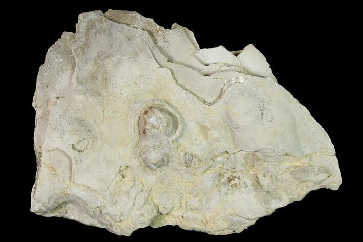 Fossil Oyster (Inocerasmus) Shell Section with Pearls - Kansas #152254